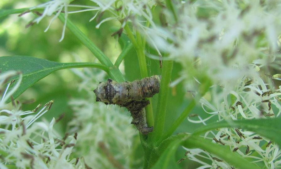 Bruco da ID - Cfr. Phigalia pilosaria